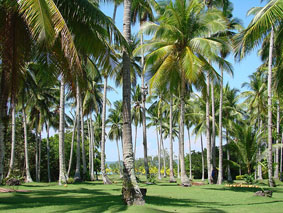 coconut_trees